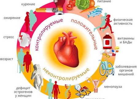 Профилактика болезней сердечно-сосудистой системы