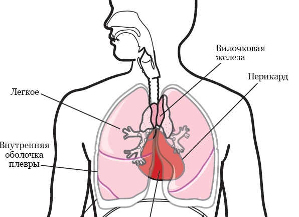 Каково влияние алкоголя на сердце человека