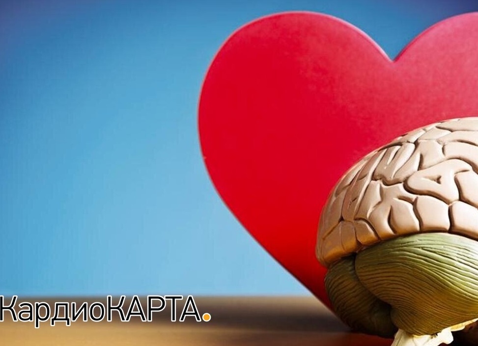 Взаимосвязь сердца и мозга: как два главных органа управляют нашим здоровьем