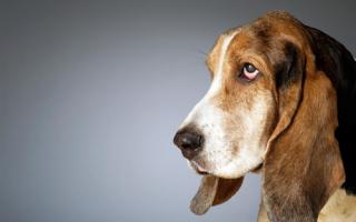 Инсульт у собак: симптомы и лечение болезни