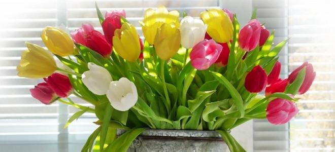 К чему снятся тюльпаны: хочется весны