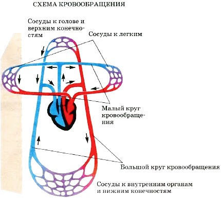 Кровообращение биология 8. Круги кровообращения схема. Малый круг крововбращеия человек схепма. Схема большого круга и малого круга кровообращения. Малый круг кровообращение человека схема со стрелками.